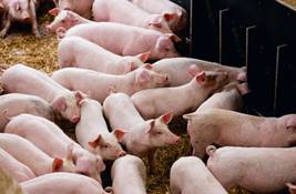 chăn nuôi có lãi nhờ máy chế biến thức ăn gia súc 3a